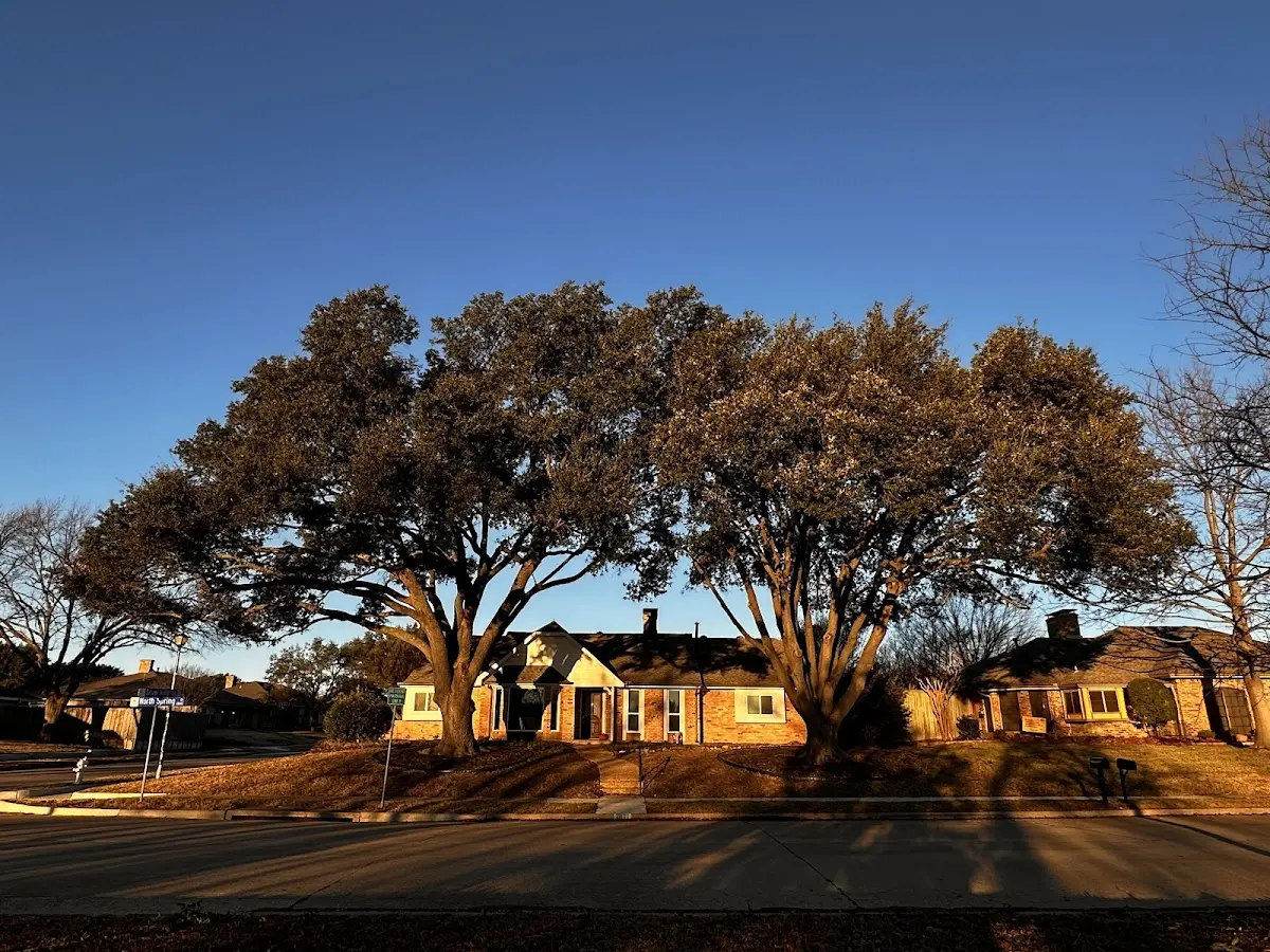 Established residential canopy tree shading a home in Ellabell